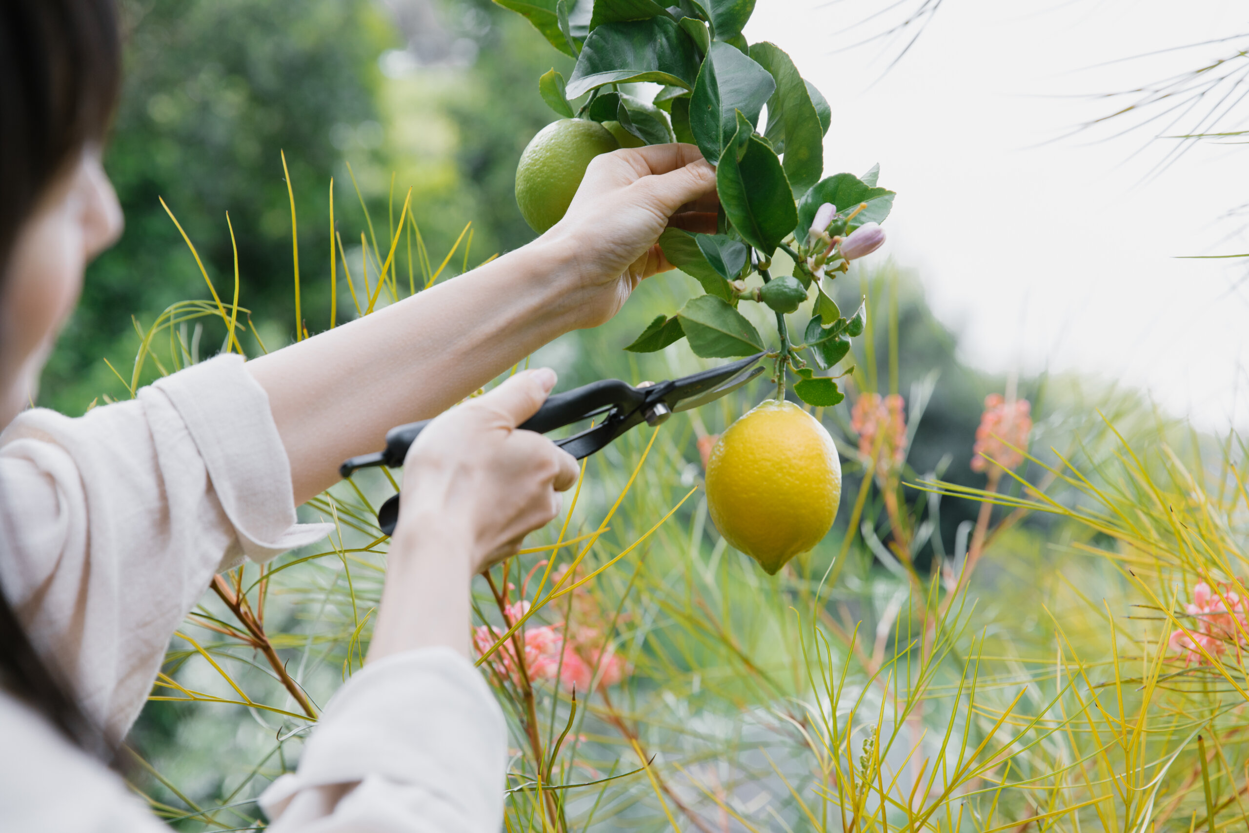 Japanese Garden Secateurs / Clippers